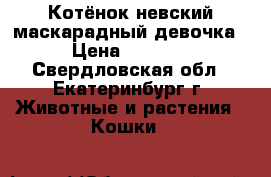 Котёнок невский-маскарадный девочка › Цена ­ 5 000 - Свердловская обл., Екатеринбург г. Животные и растения » Кошки   